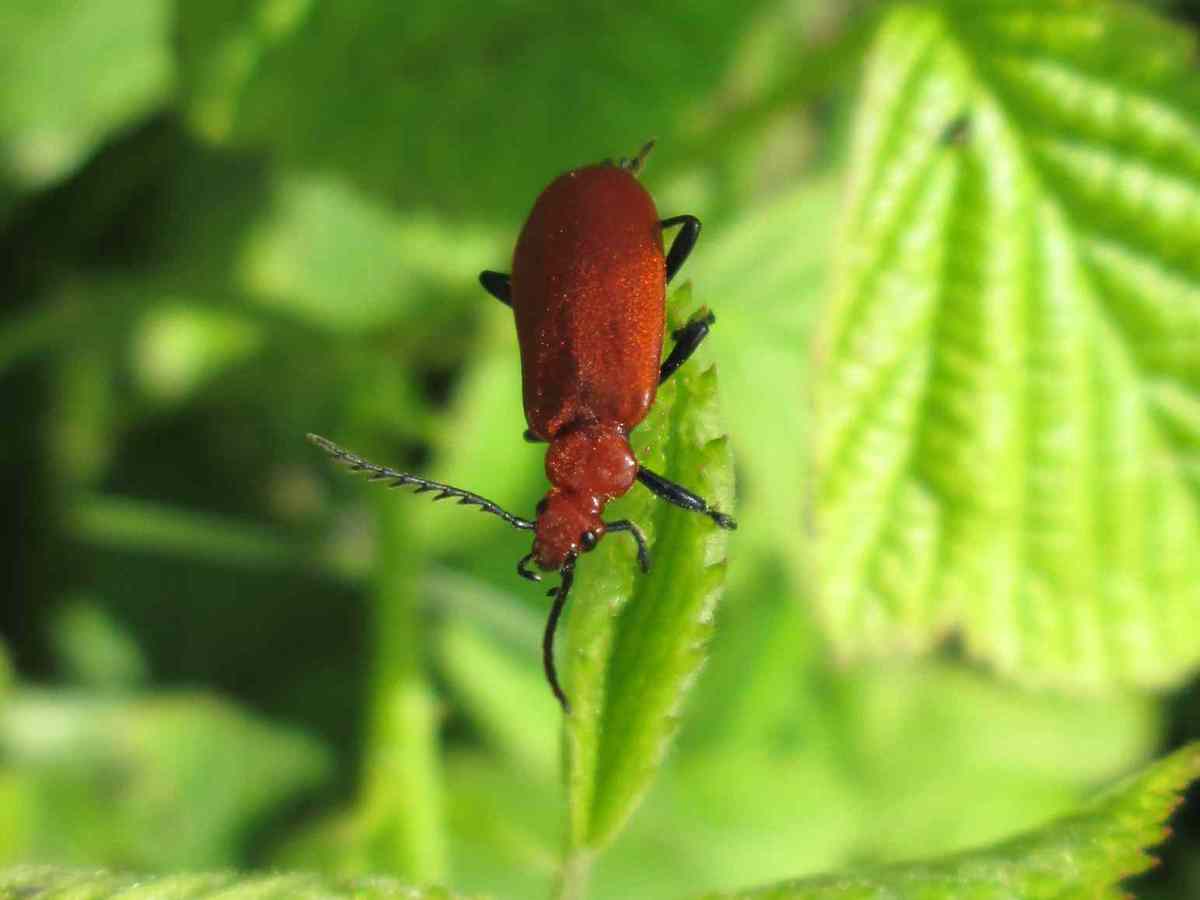Red Headed Cardinal Beetle